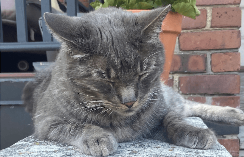 Photo of sleepy cat.